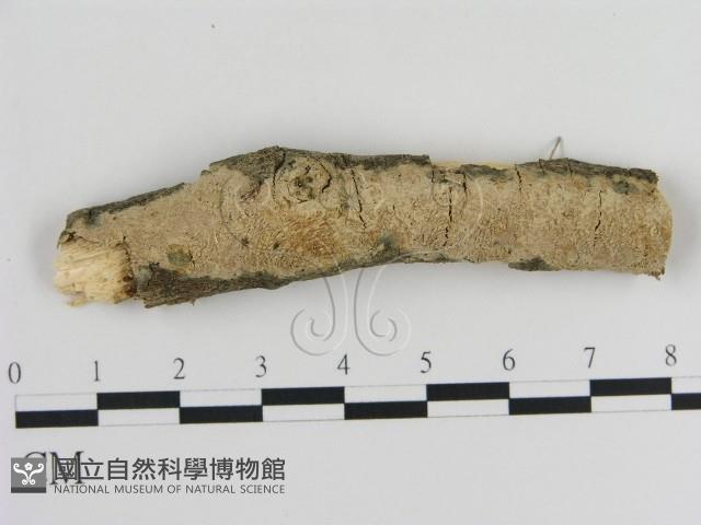 登錄號:F0002746藏品圖，第1張