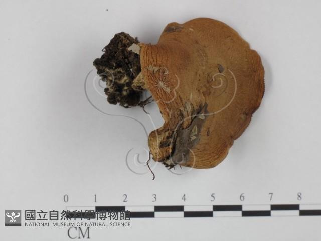 登錄號:F0012746藏品圖，第1張
