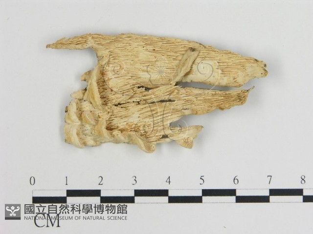 登錄號:F0007746藏品圖，第1張