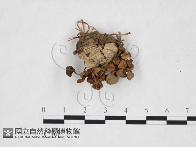 登錄號:F0025746藏品圖，第1張