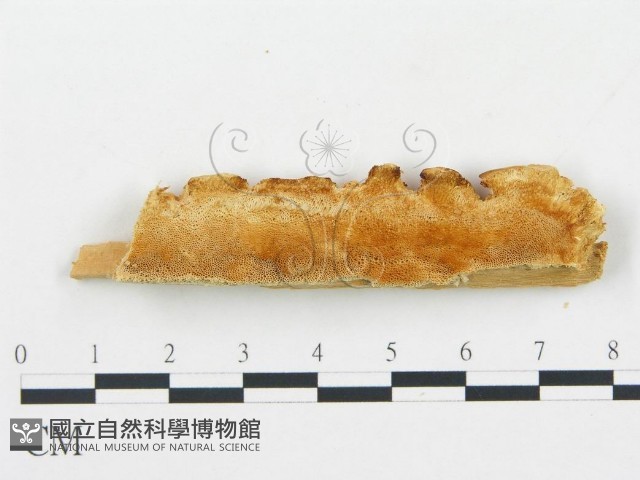 登錄號:F0005746藏品圖，第1張