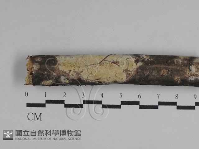 登錄號:F0029746藏品圖，第1張