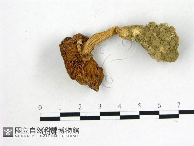 登錄號:F0009746藏品圖，第1張