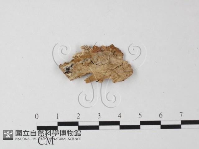 登錄號:F0023746藏品圖，第1張