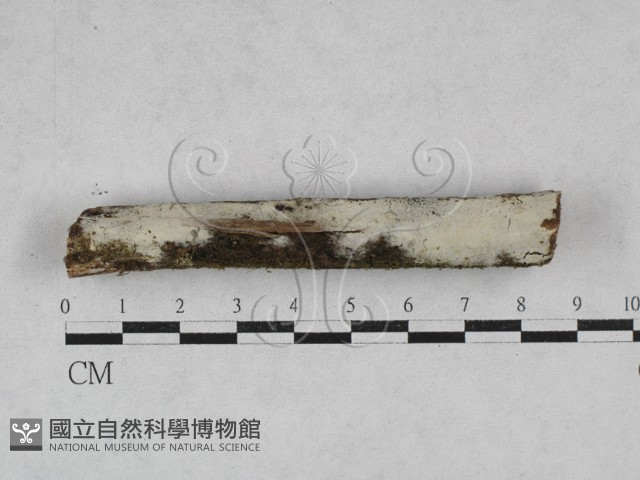 絲齒菌屬藏品圖，第1張
