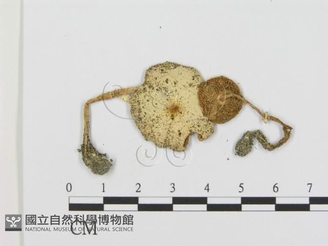 登錄號:F0008546藏品圖，第1張