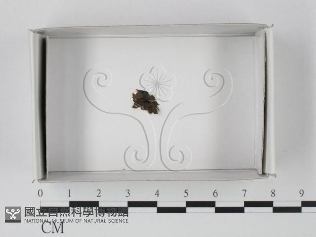 登錄號:F0018546藏品圖，第1張
