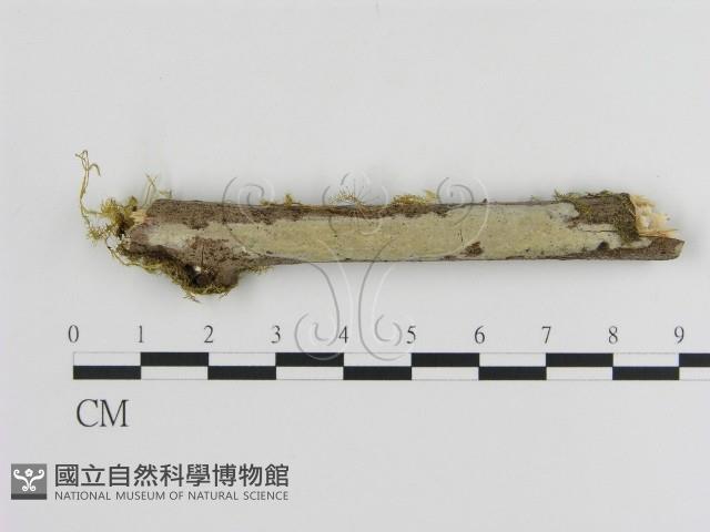 登錄號:F0000546藏品圖，第1張