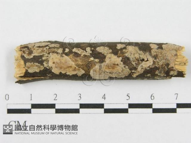 筍殼菌屬藏品圖，第1張