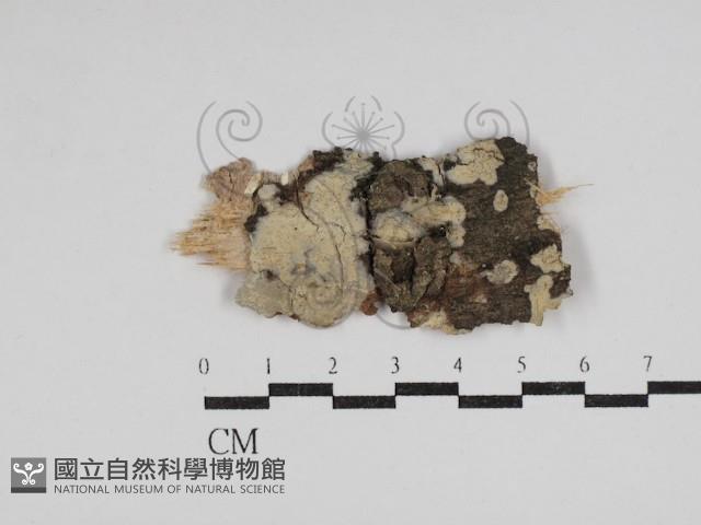 樹脂殼菌屬藏品圖，第1張
