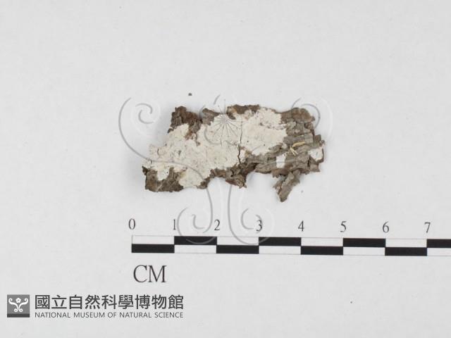 登錄號:F0026546藏品圖，第1張