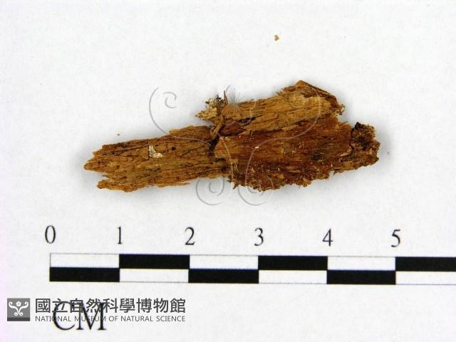 登錄號:F0006546藏品圖，第1張