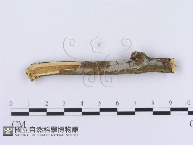 管齒菌屬藏品圖，第1張