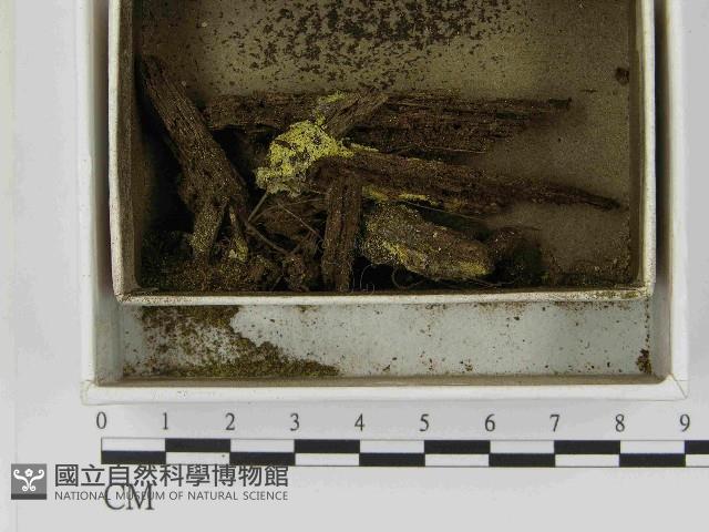 登錄號:F0021546藏品圖，第1張