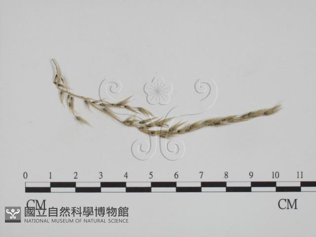 登錄號:F0011546藏品圖，第1張
