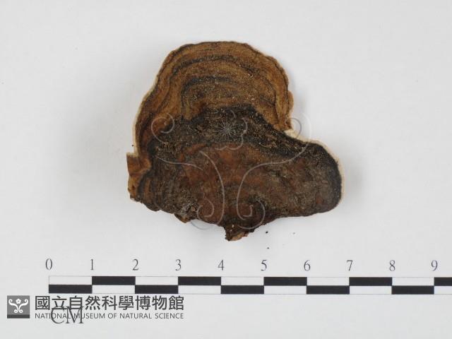 登錄號:F0024546藏品圖，第1張