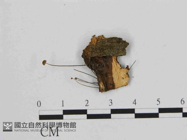 小皮傘屬藏品圖，第1張