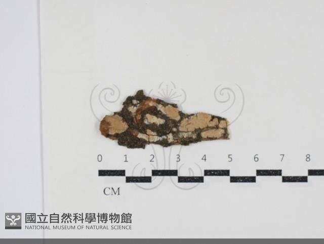 登錄號:F0034546藏品圖，第1張