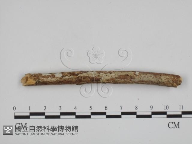 登錄號:F0002546藏品圖，第1張