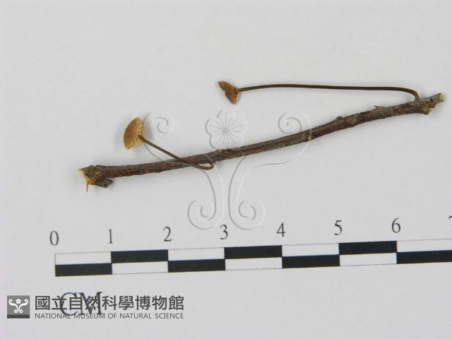 登錄號:F0012546藏品圖，第1張