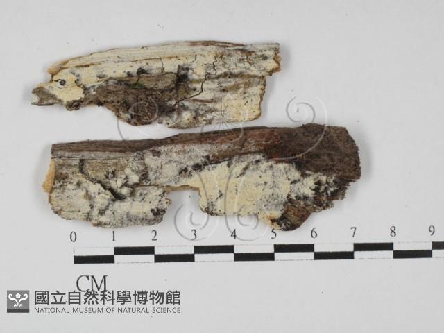 登錄號:F0027546藏品圖，第1張