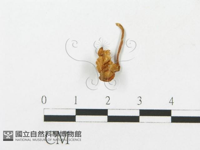 登錄號:F0007546藏品圖，第1張