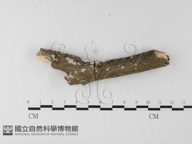 登錄號:F0025546藏品圖，第1張