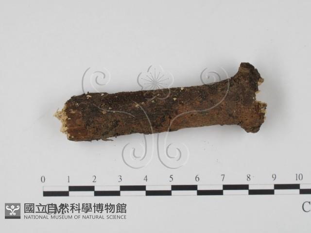 登錄號:F0015546藏品圖，第1張