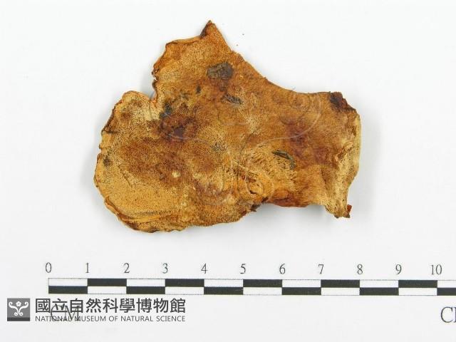 登錄號:F0009546藏品圖，第1張