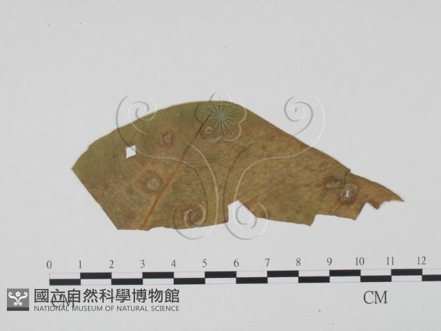 登錄號:F0019546藏品圖，第1張