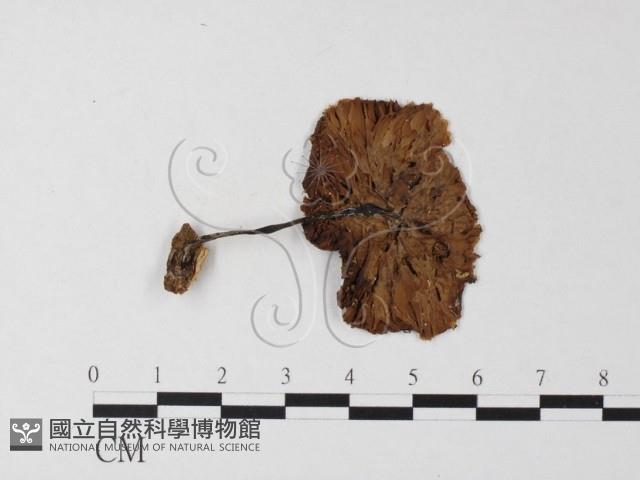 登錄號:F0023546藏品圖，第1張