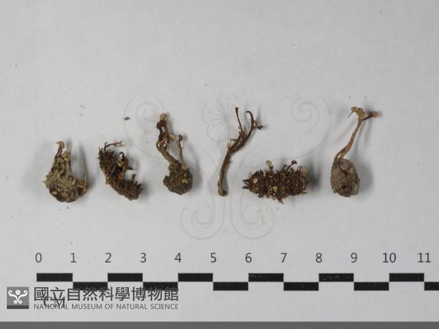 登錄號:F0033546藏品圖，第1張