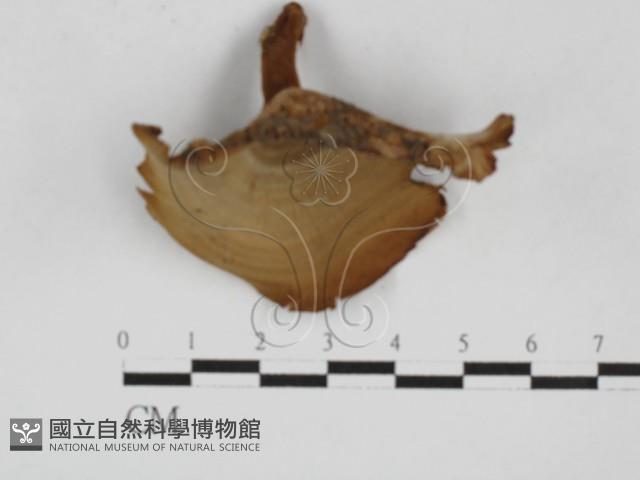 集毛菌屬藏品圖，第1張