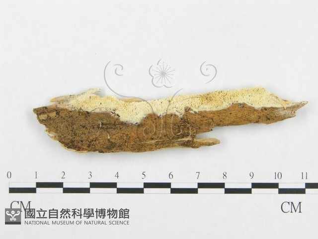 登錄號:F0008146藏品圖，第1張