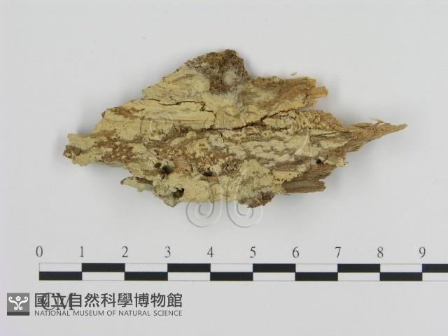 登錄號:F0020146藏品圖，第1張