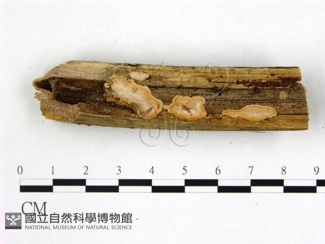 刺皮菌屬藏品圖，第1張