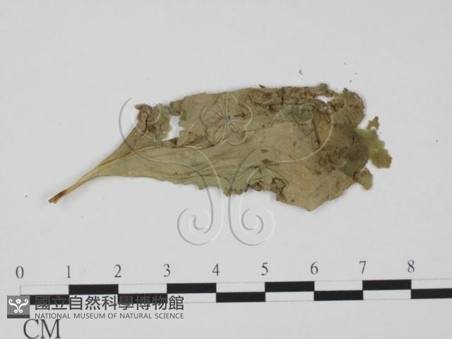 登錄號:F0010146藏品圖，第1張