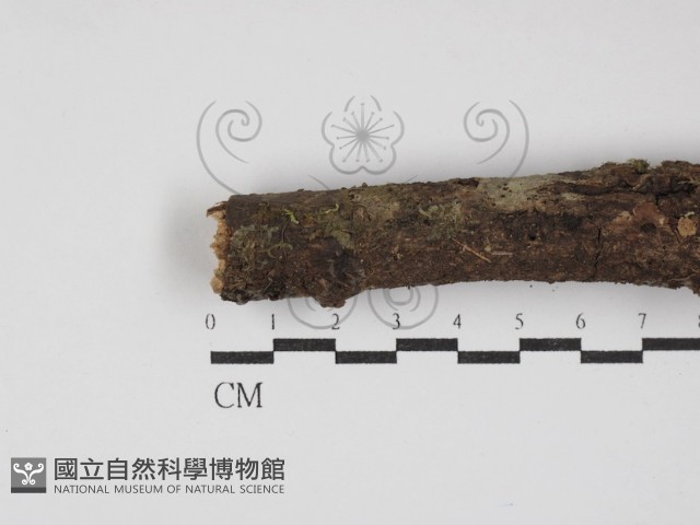登錄號:F0030146藏品圖，第1張