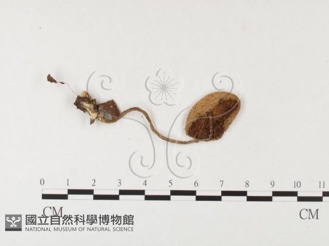 登錄號:F0026146藏品圖，第1張