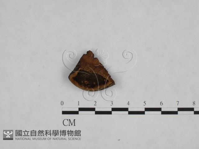 登錄號:F0006146藏品圖，第1張