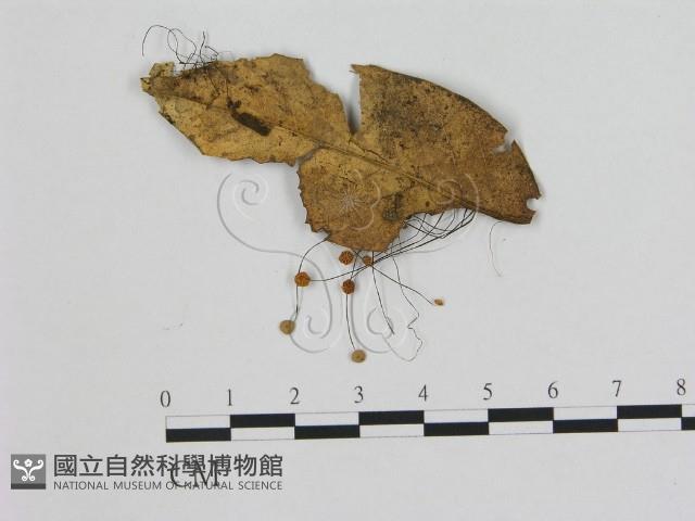 小皮傘屬藏品圖，第1張