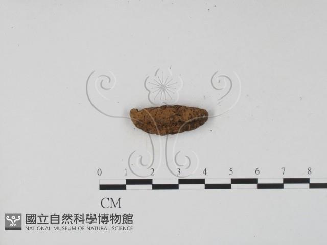 登錄號:F0001146藏品圖，第1張