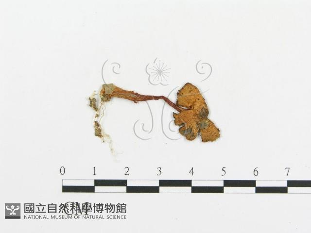 傘菌屬藏品圖，第1張