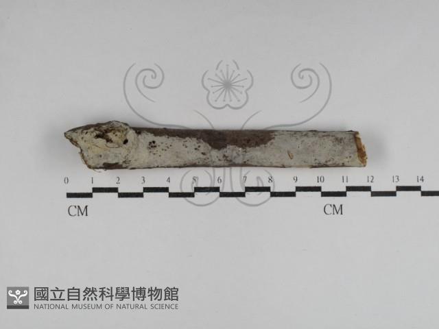 剛毛絲皮菌藏品圖，第1張