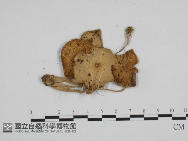 登錄號:F0024146藏品圖，第1張