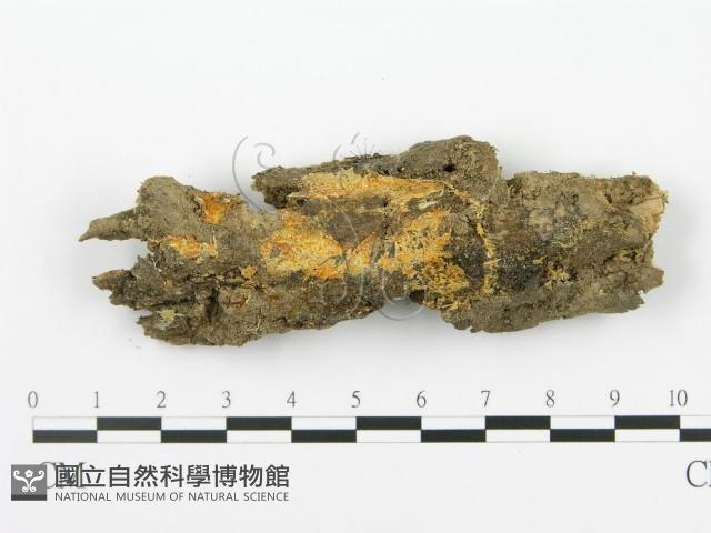 射脈菌屬藏品圖，第1張