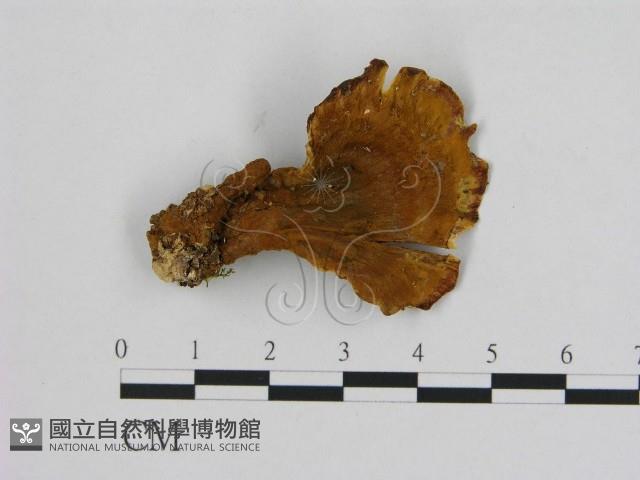 登錄號:F0014146藏品圖，第3張
