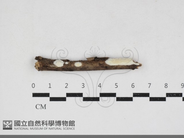 革墊菌屬藏品圖，第1張