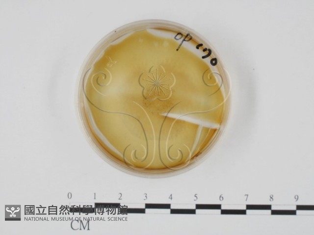 登錄號:F0022146藏品圖，第1張