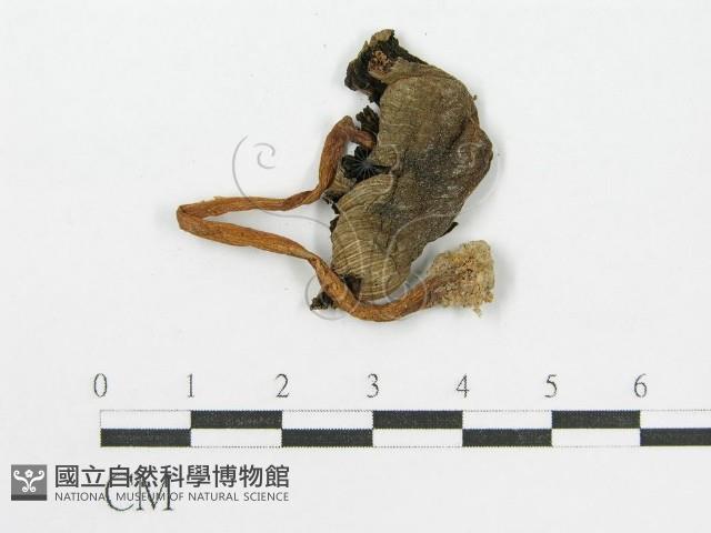 登錄號:F0002146藏品圖，第1張